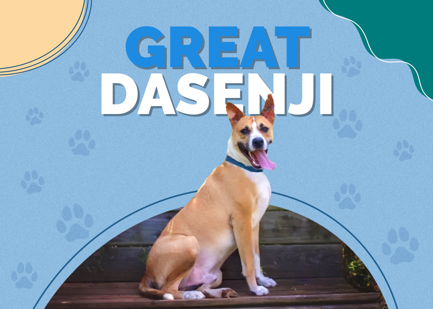 Great Dane and Basenji Mix (Great Dasenji)