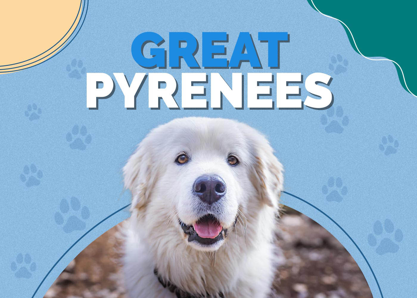 Great Pyrenees Dog