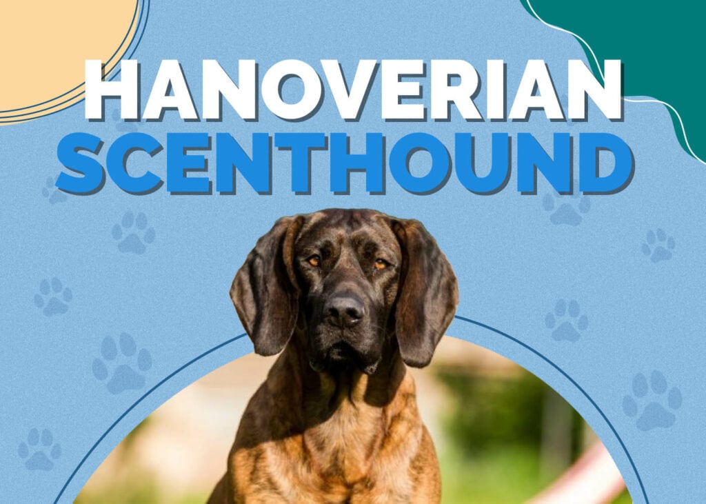 Hanoverian Scenthound Dog