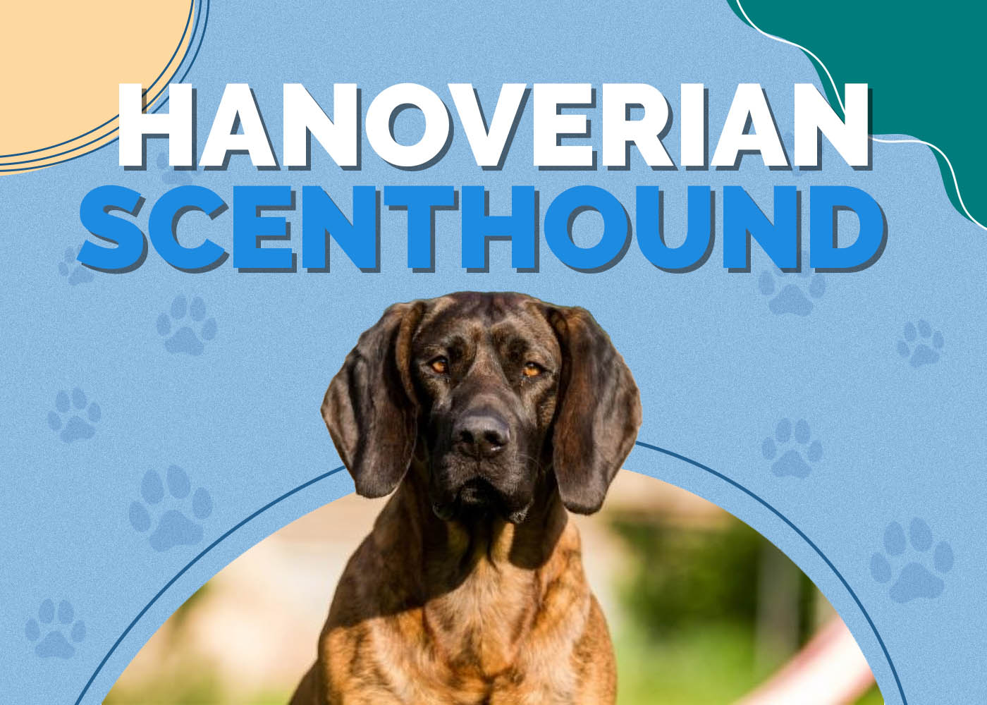 Hanoverian Scenthound Dog