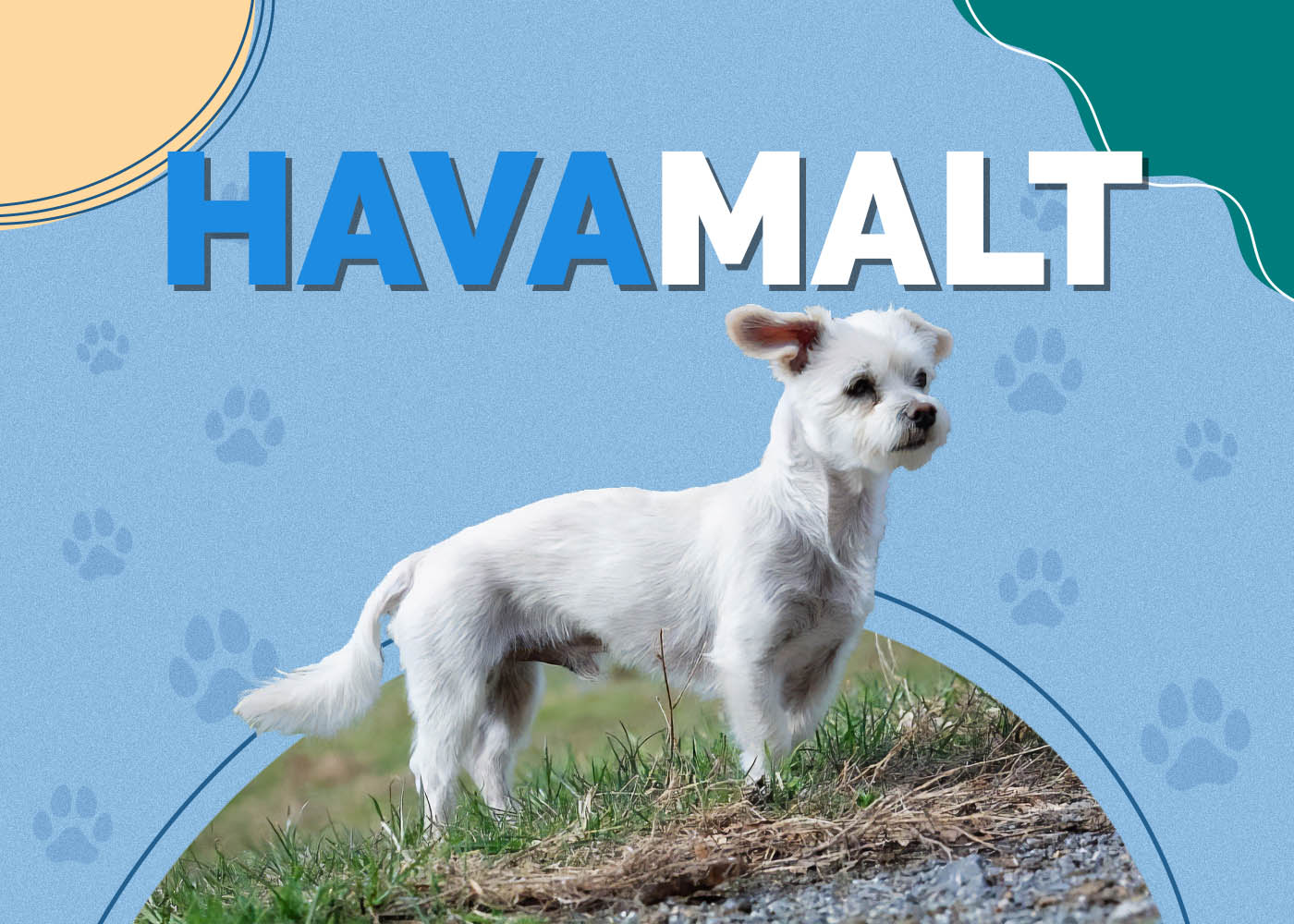 Havamalt (Maltese & Havanese Mix)