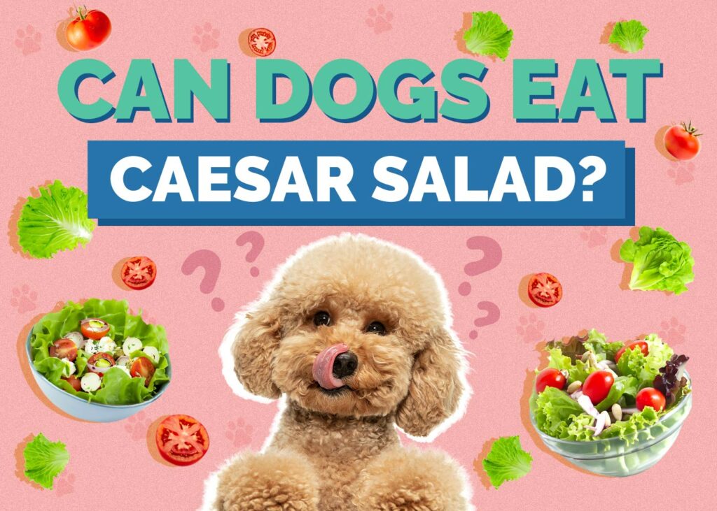 Can Dogs Eat Caesar Salad