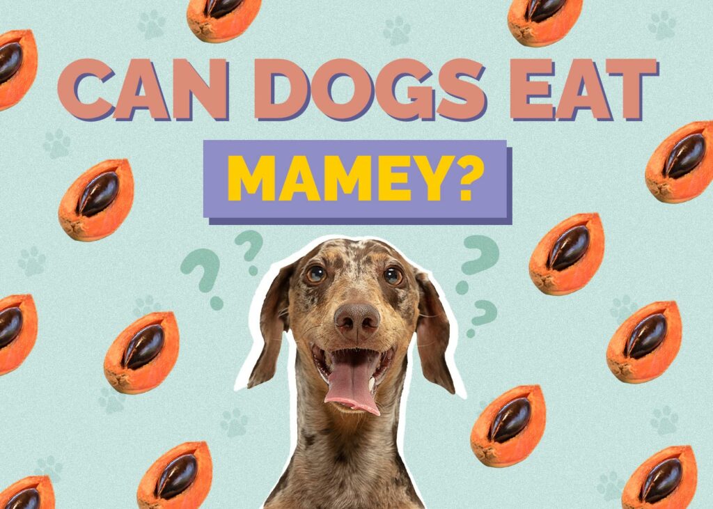 Can Dogs Eat Mamey