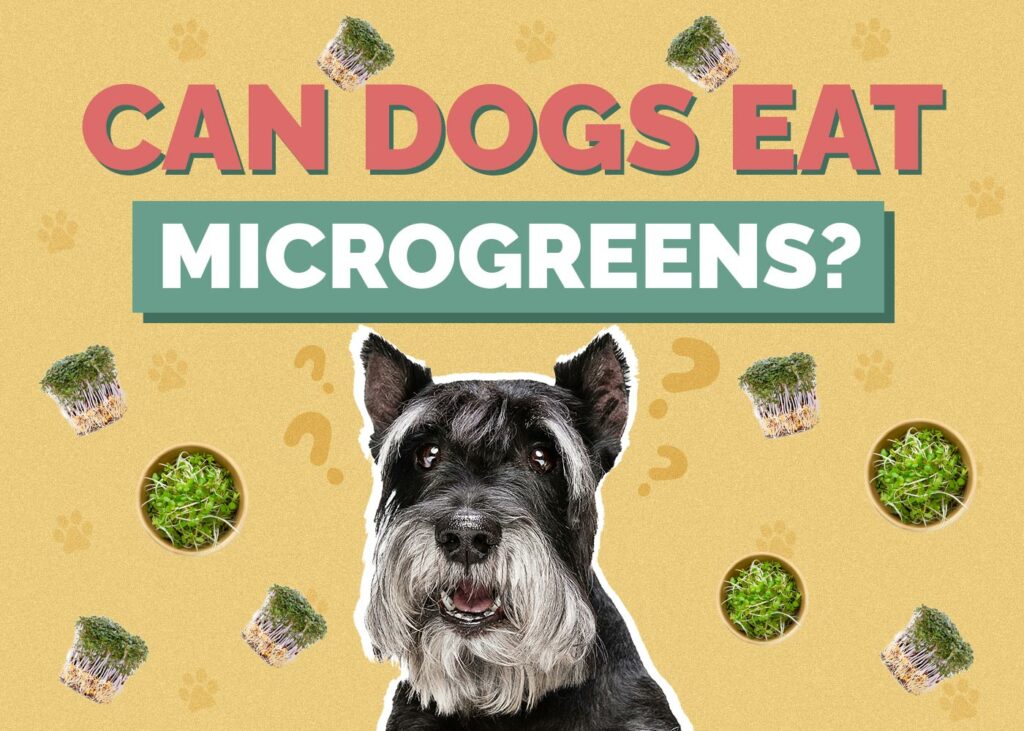 Can Dogs Eat Microgreens