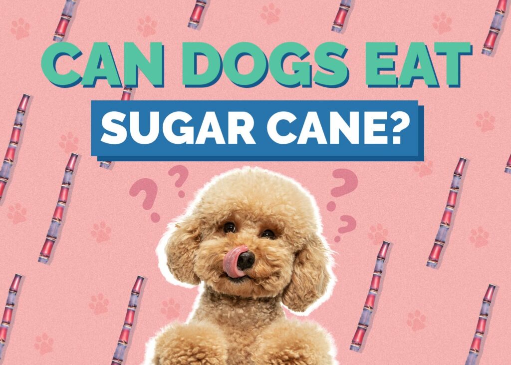 Can Dogs Eat Sugar Cane
