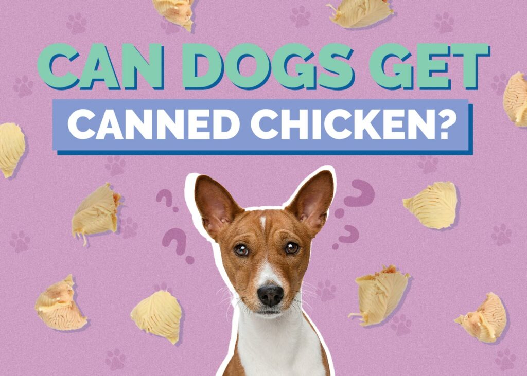 Can Dogs Eat Canned Chicken