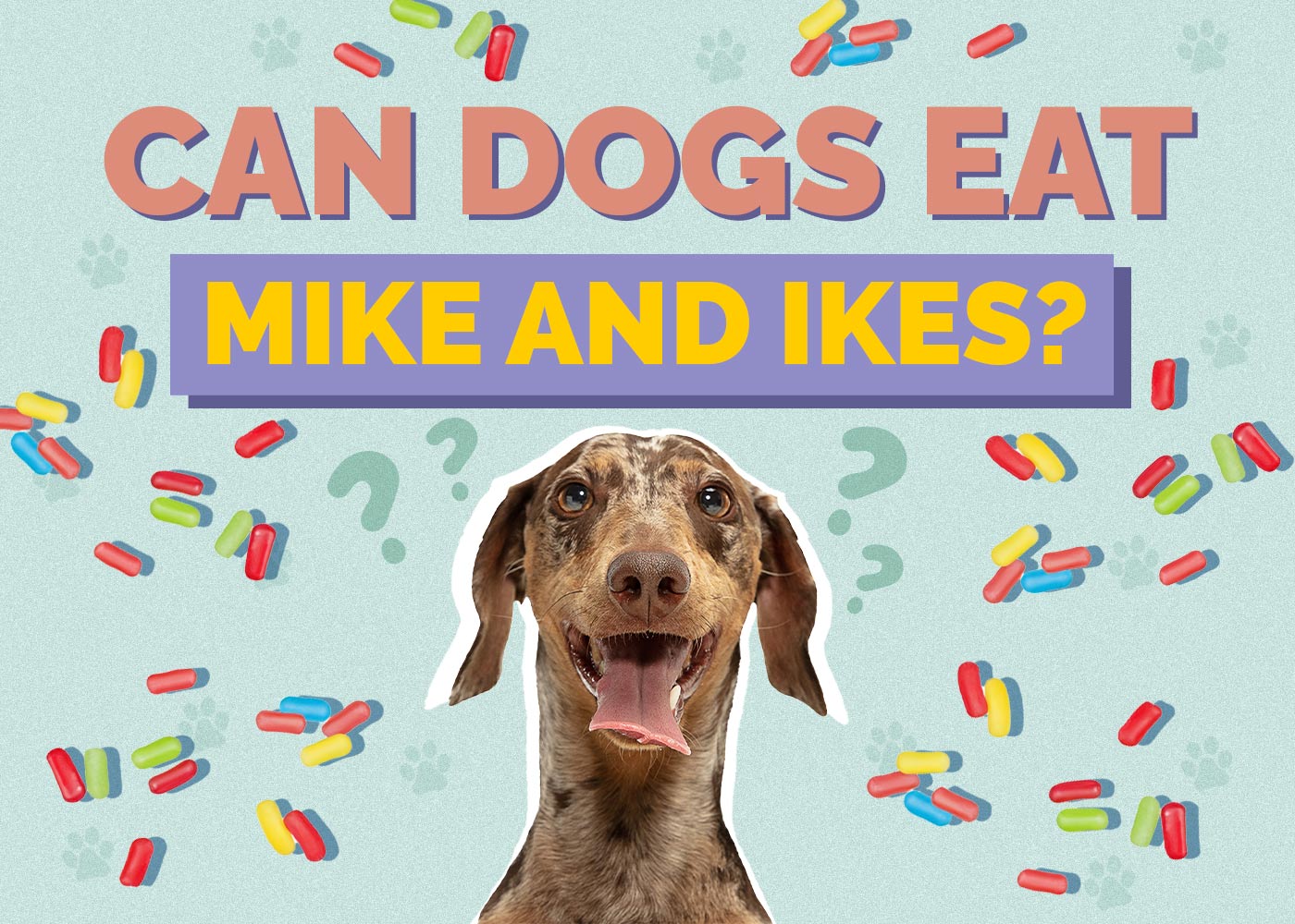 Can Dogs Eat Mike and Ikes