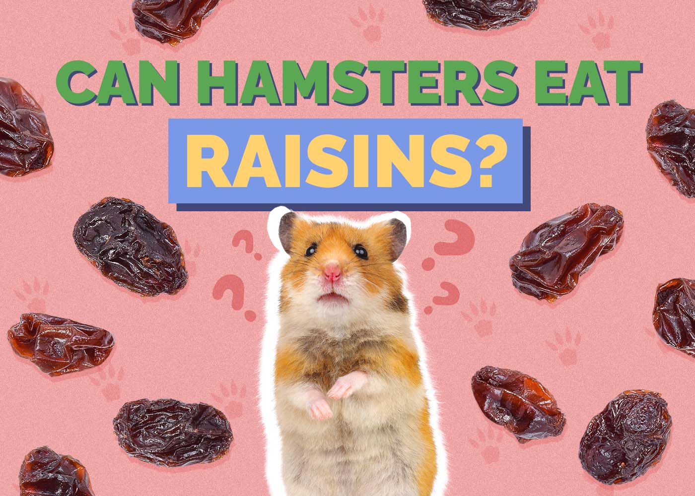 Hepper_Can Hamster Eat_Raisins