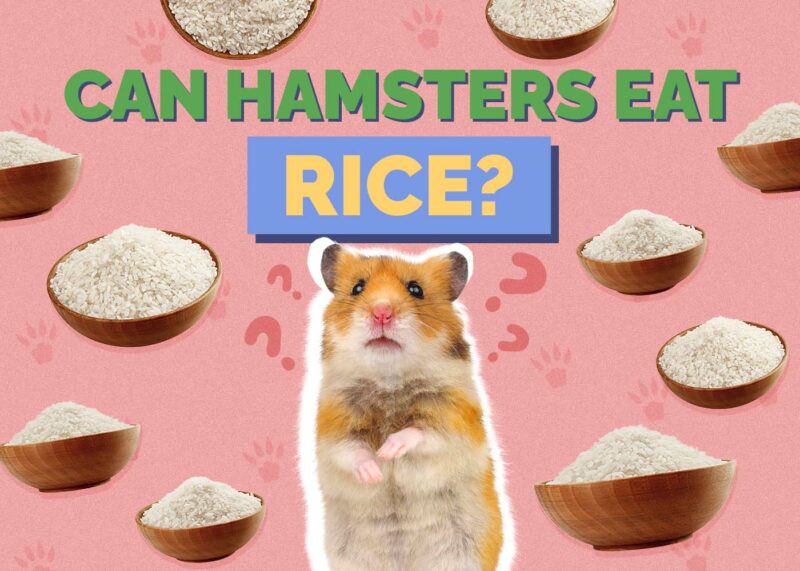 Hepper_Can Hamster Eat_Rice