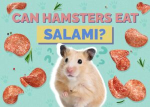 Can Cats Eat Salami? Vet-Reviewed Potential Health Risks Hepper Pet