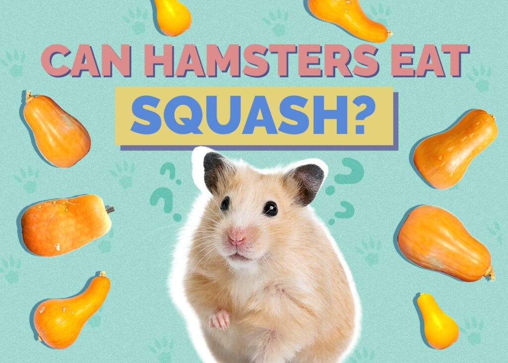 Can Hamsters Eat Squash