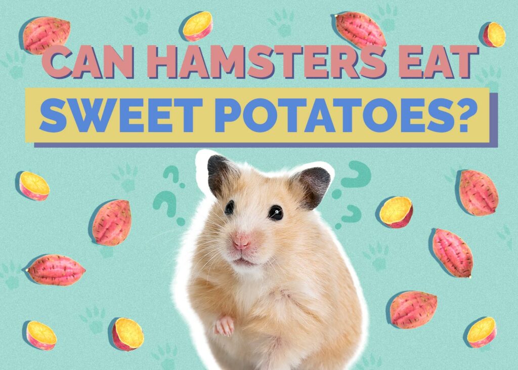 Can Hamsters Eat Sweet Potatoes