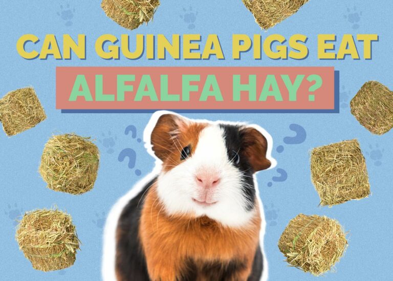 Picture of Can Guinea Pigs Eat Alfalfa Hay? Vet-Reviewed Facts & Safety Guide ...