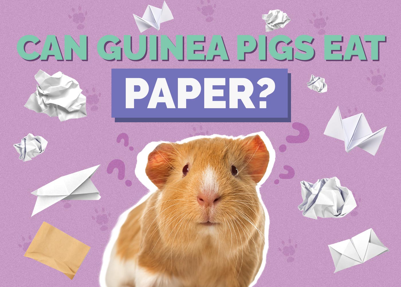 Can Guinea Pigs Eat Paper