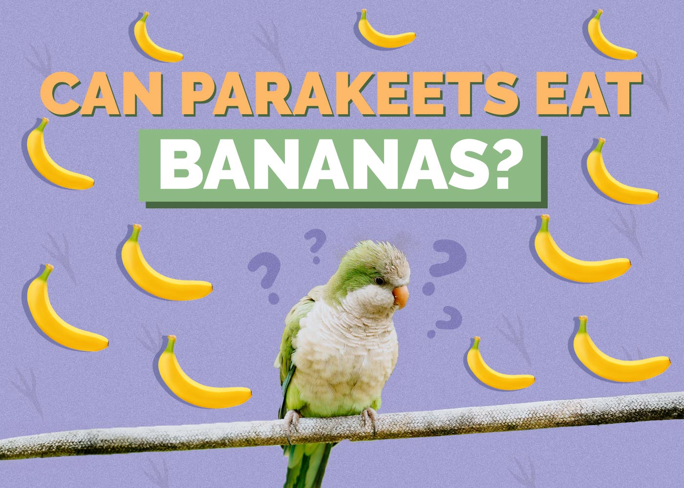 Can Parakeets Eat Bananas