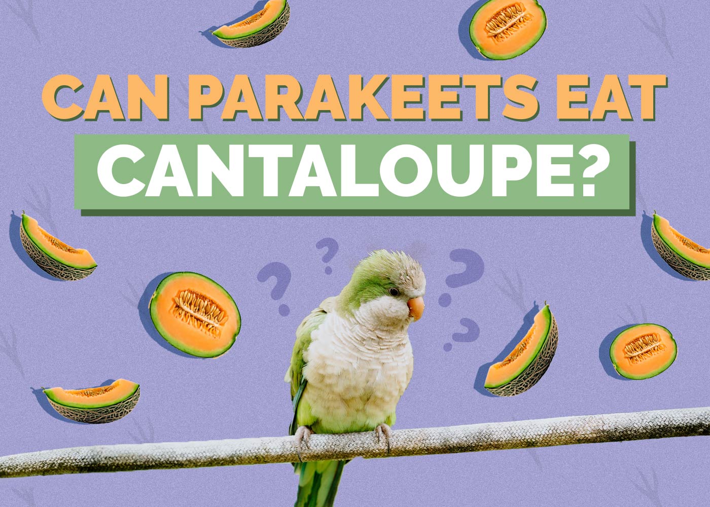 Can Parakeets Eat Cantaloupe