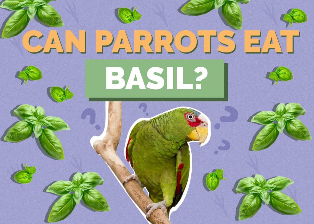 Can Parrots Eat Basil