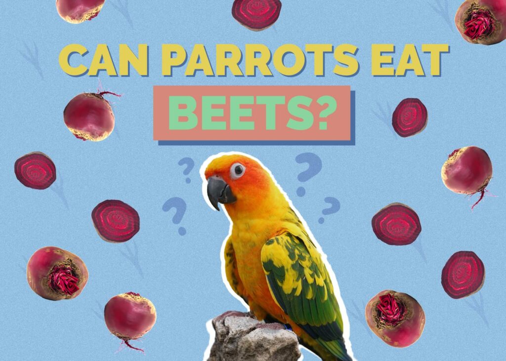 Can Parrots Eat Beets