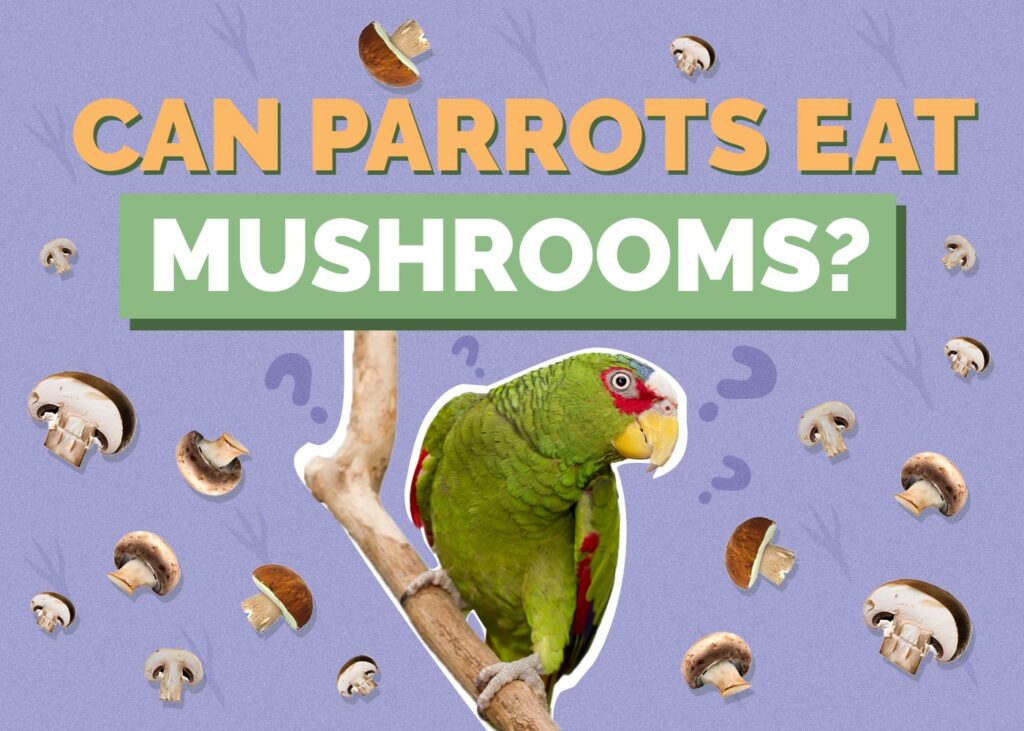 Can Parrots Eat Mushrooms