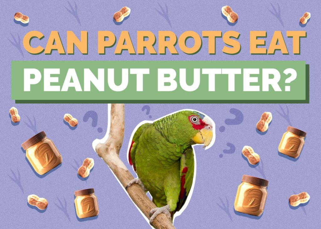 Can Parrots Eat Peanut Butter