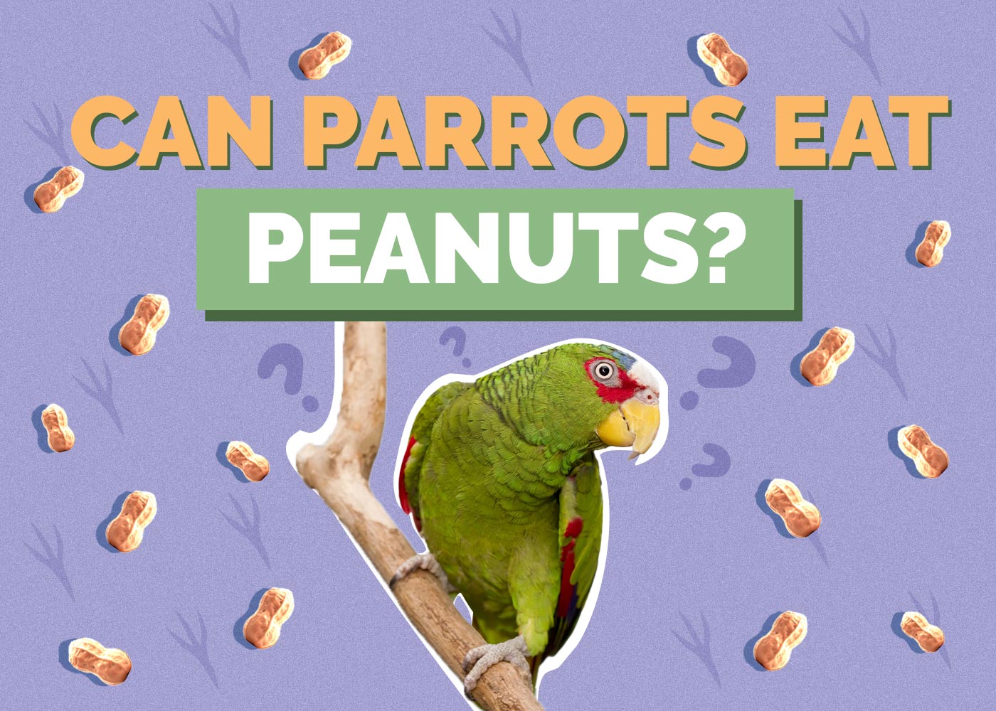 Can Parrots Eat Peanuts