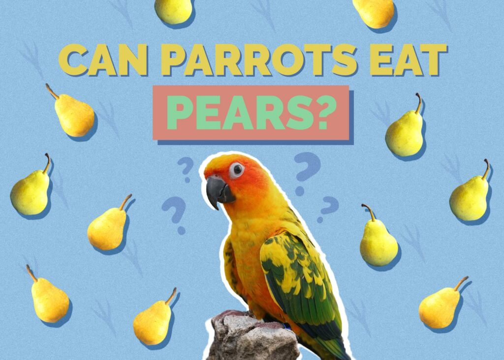 Can Parrots Eat Pears