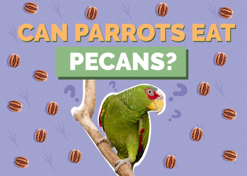 Can Parrots Eat Pecans
