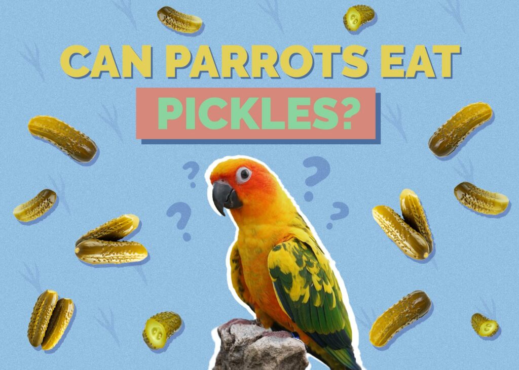 Can Parrots Eat Pickles