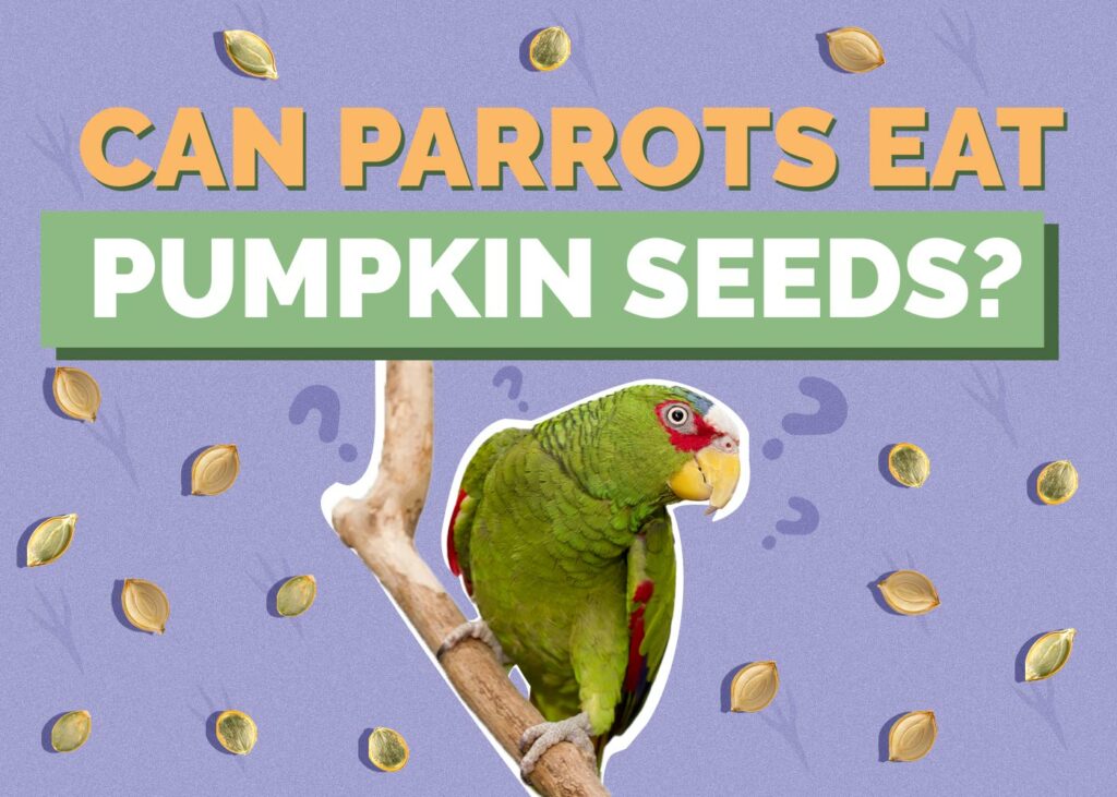 Can Parrots Eat Pumpkin Seeds