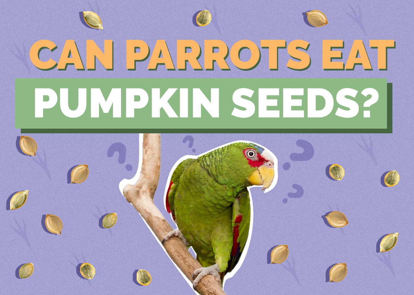 Can Parrots Eat Pumpkin Seeds