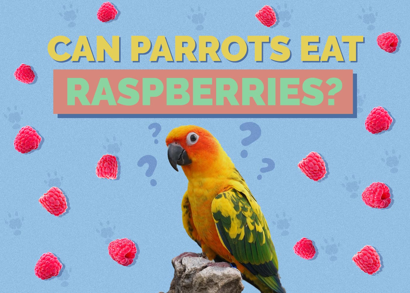 Can Parakeets Eat Raspberries
