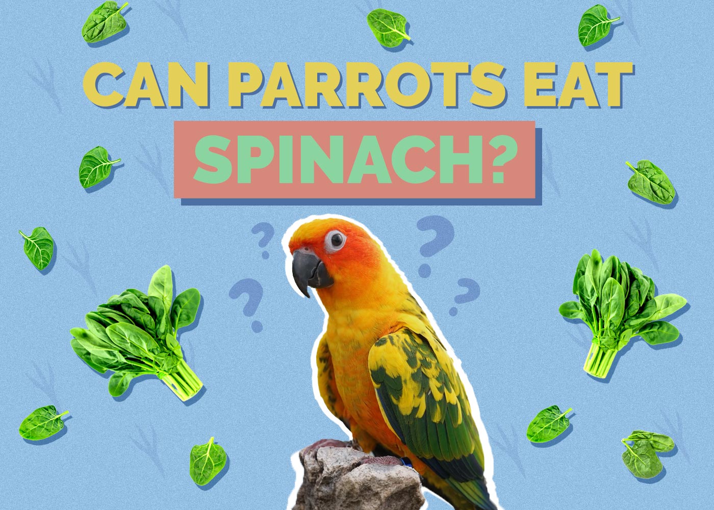 Can Parrots Eat Spinach
