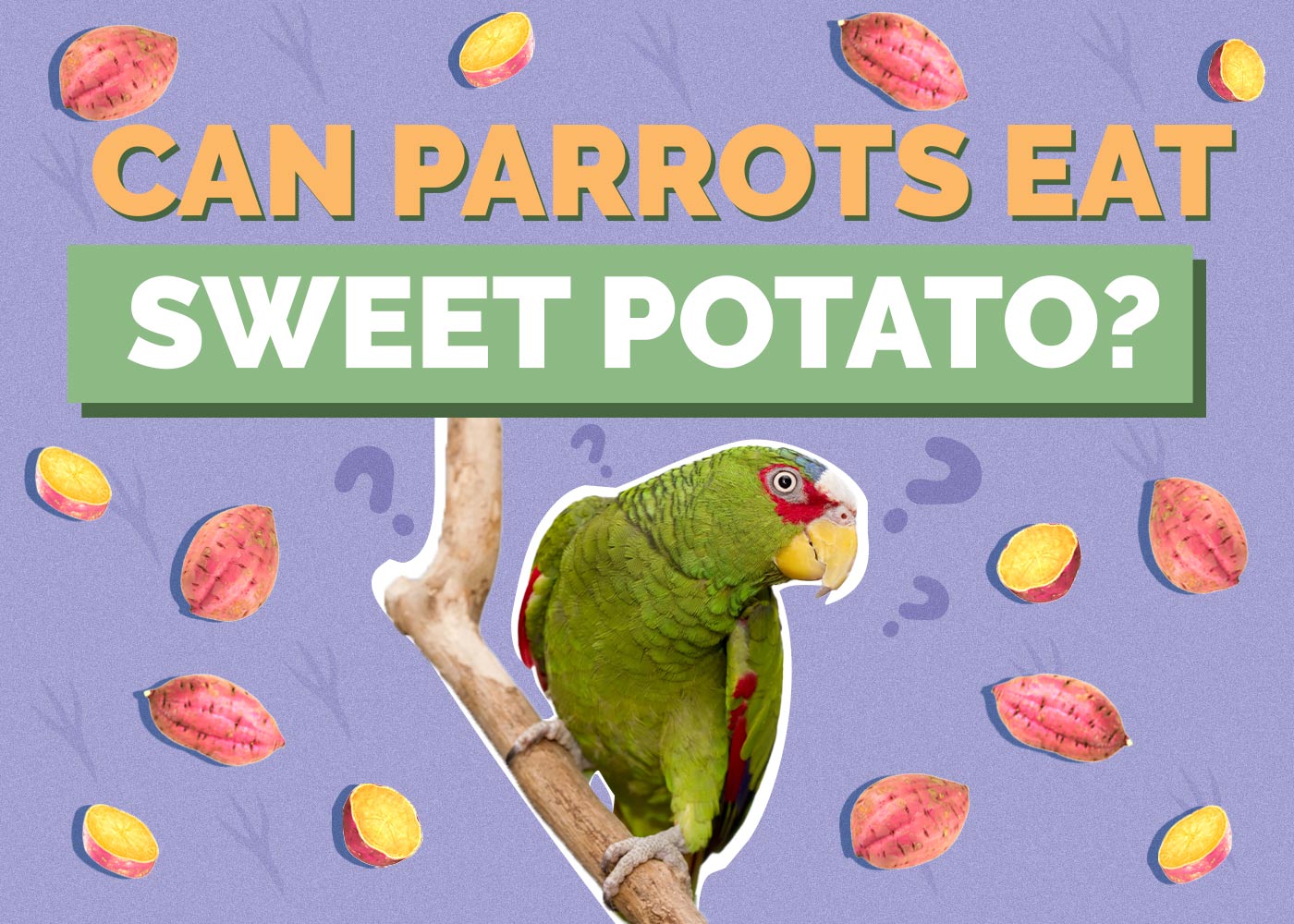 Can Parrots Eat Sweet Potato