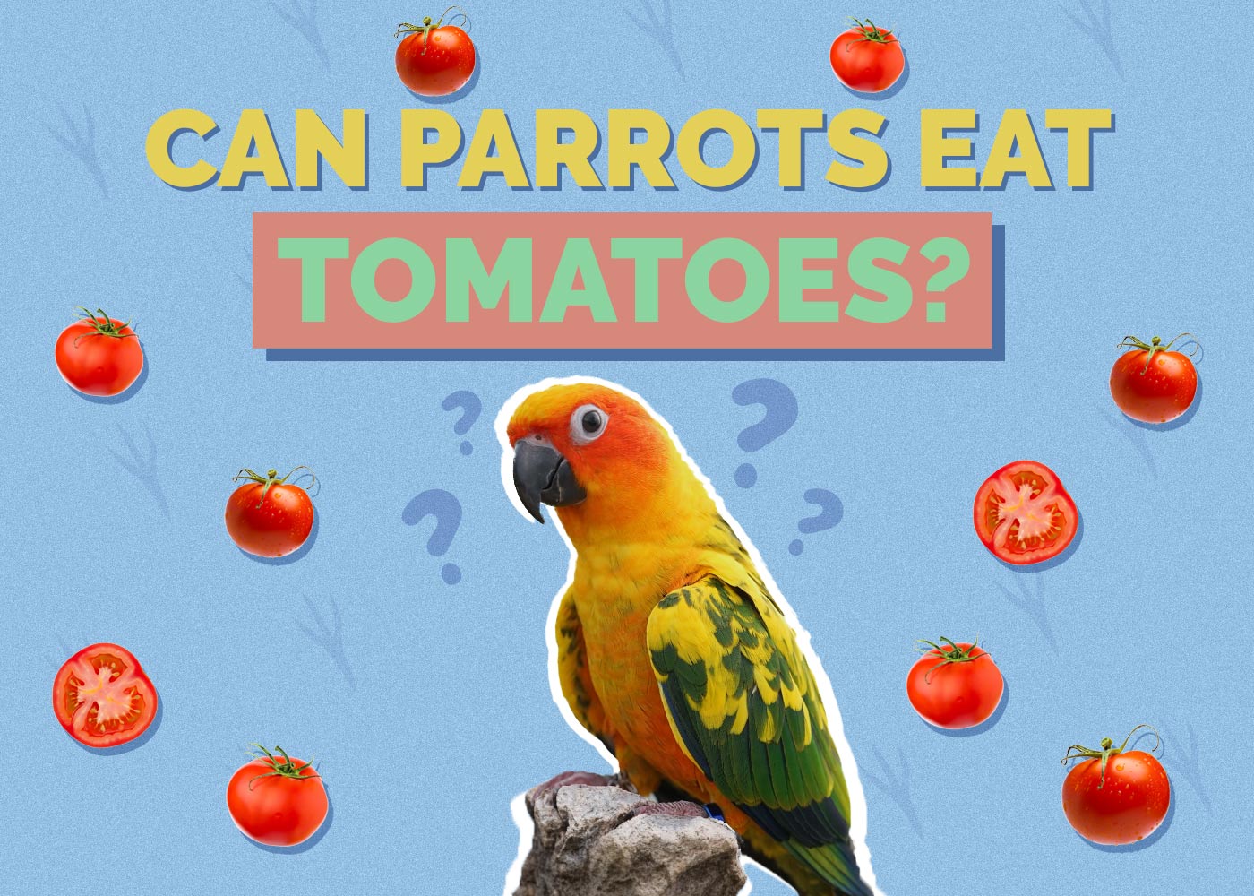 Can Parrots Eat Tomatoes