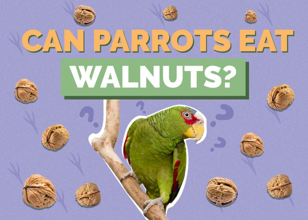 Can Parrots Eat Walnuts
