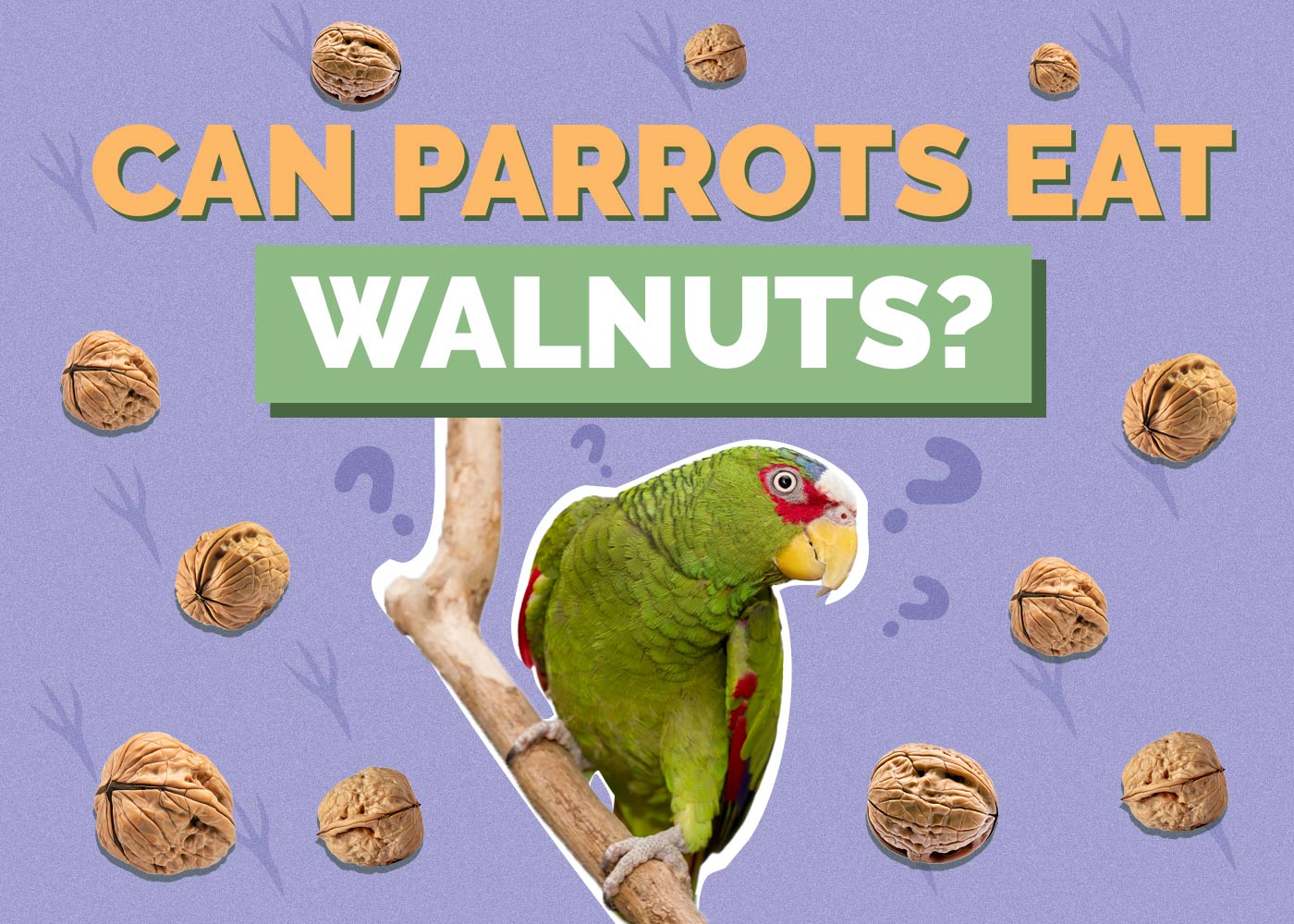 Can Parrots Eat Walnuts