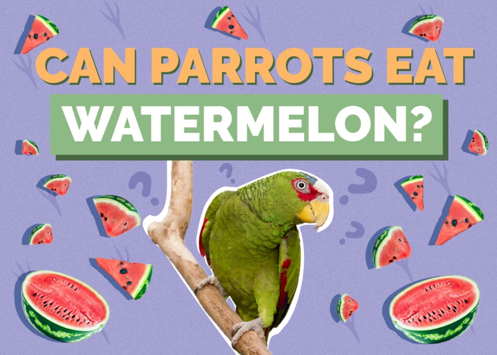 Can Parrots Eat Watermelon