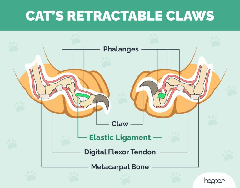 How Do Cat Claws Retract? VetReviewed Cat Anatomy Hepper Pet Resources