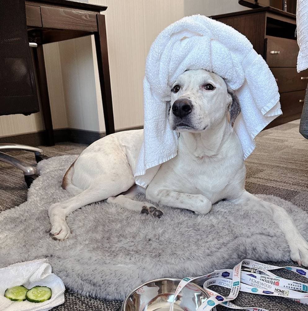 Homewood Suites by Hilton Sacramento Airport-Natomas