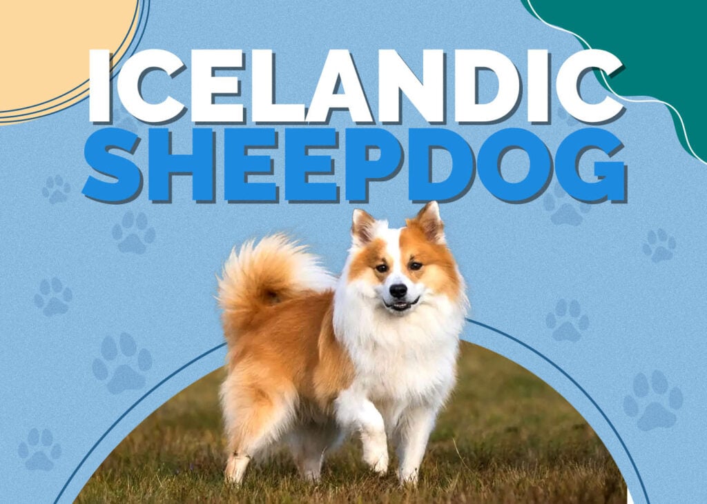 Icelandic Sheepdog