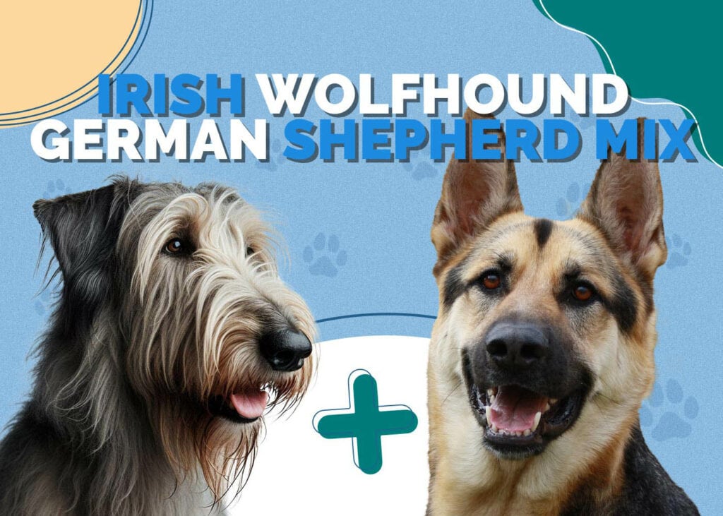 Irish Wolfhound German Shepherd Mix