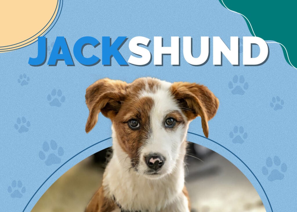 Jackshund (Jack Russell Terrier & Dachshund Mix)