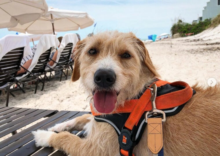 10-pet-friendly-hotels-in-florida-2026-guide-hepper-pet-resources