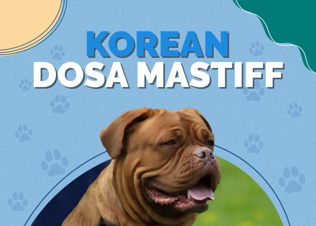 Korean Dosa Mastiff
