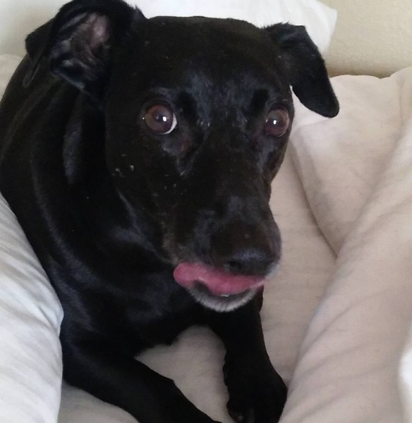 La Quinta by Wyndham Vicksburg