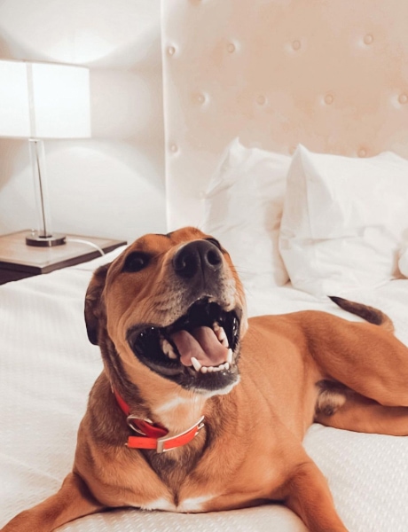 Magnolia Hotel St. Louis