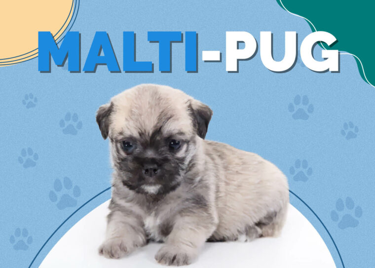 Box-A-Pug (Boxer & Pug Mix): Info, Pictures, Characteristics & Facts ...