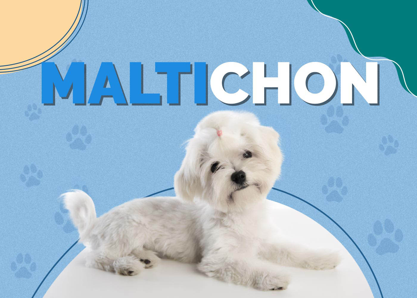 Maltichon (Maltese Terrier & Bichon Frise Mix)