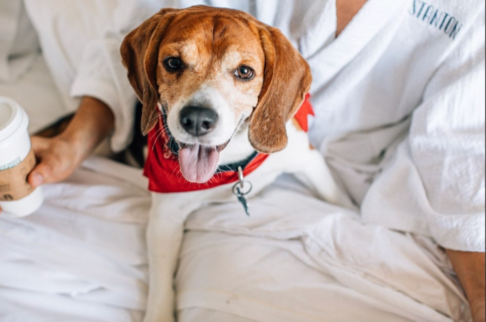 Marriott Stanton South Beach, Florida