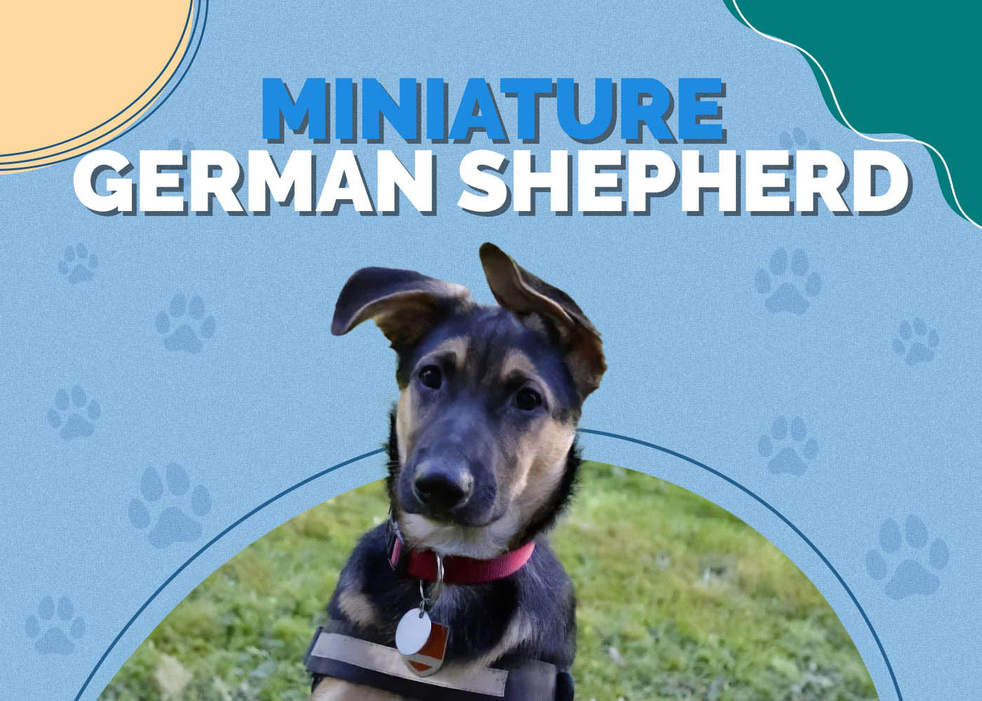 Miniature German Shepherd
